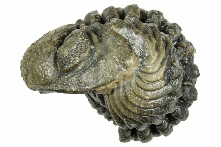 Wide, Enrolled Morocops Trilobite - Morocco #323526